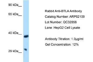 Western Blotting (WB) image for anti-B and T Lymphocyte Associated (BTLA) (C-Term) antibody (ABIN2789021) (BTLA 抗体  (C-Term))