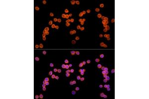 Immunofluorescence analysis of K-562 cells using Ube2L3 / UBCH7 Rabbit mAb (ABIN7271178) at dilution of 1:25 (40x lens). (UBE2L3 抗体)