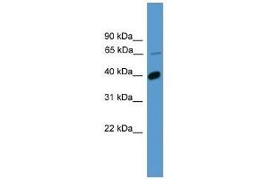 Western Blot showing OR2B2 antibody used at a concentration of 1. (OR2B2 抗体  (C-Term))