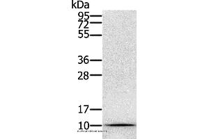 Western blot analysis of Hela cell, using GLRX Polyclonal Antibody at dilution of 1:800 (Glutaredoxin 1 抗体)