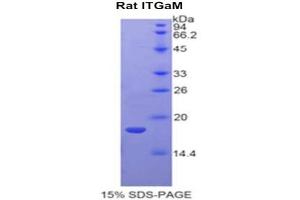 SDS-PAGE analysis of Rat Integrin alpha M (ITGAM) Protein. (CD11b 蛋白)