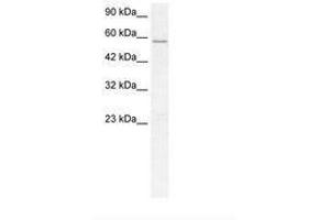 Image no. 1 for anti-GABA A Receptor delta (GABRD) (N-Term) antibody (ABIN202557) (GABRD 抗体  (N-Term))