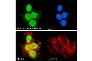 (ABIN185217) Immunofluorescence analysis of paraformaldehyde fixed A431 cells, permeabilized with 0. (BAF53A and BAF53B (C-Term) 抗体)