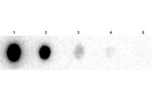 Dot Blot results of Human IgG F(ab')2 Fragment Biotin Conjugated.