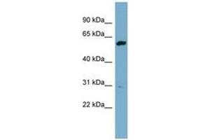 Image no. 1 for anti-24-Dehydrocholesterol Reductase (DHCR24) (AA 431-480) antibody (ABIN6741964) (Seladin 1 抗体  (AA 431-480))