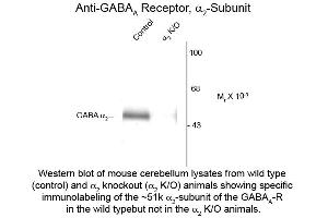 Western Blotting (WB) image for anti-gamma-aminobutyric Acid (GABA) A Receptor, alpha 2 (GABRA2) (Cytoplasmic Loop) antibody (ABIN6658231)