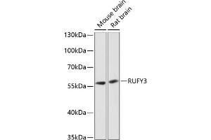 Western blot analysis of extracts of various cell lines, using RUFY3 antibody  at 1:3000 dilution. (RUFY3 抗体  (AA 1-65))