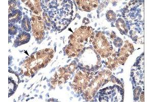 Image no. 1 for anti-Zinc Finger Protein-Like 1 (ZFPL1) (AA 101-150) antibody (ABIN6735842) (ZFPL1 抗体  (AA 101-150))