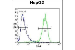 Flow cytometric analysis of HepG2 cells (right histogram) compared to a negative control cell (left histogram). (ABCC10 抗体  (AA 767-793))