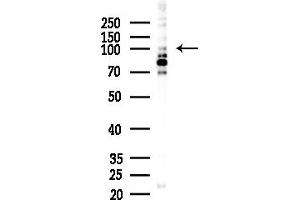 Western blot analysis of lysates from Mouse brain, using MYOCD Antibody at 1/1000 dilution.