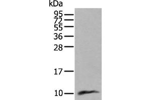 Western blot analysis of Human lung tissue lysate using CCL18 Polyclonal Antibody at dilution of 1:400 (CCL18 抗体)