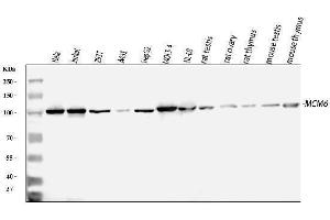 Western blot analysis of MCM6 using anti-MCM6 antibody (ABIN7600035). (MCM6 抗体  (AA 14-821))
