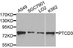 Western blot analysis of extracts of various cell lines, using PTCD3 antibody. (PTCD3 抗体  (AA 450-689))