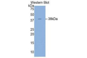 Western Blotting (WB) image for anti-Cardiac Troponin T (cTnT) (AA 1-295) antibody (ABIN1860821) (Cardiac Troponin T2 抗体  (AA 1-295))