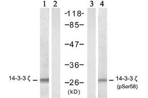 Western blot analysis of extract from NIH/3T3 cells, untreated or treated with TNF-α (20ng/ml, 5 min), using 14-3-3 ζ (Ab-58) antibody (E021188, lane 1 and 2) and 14-3-3 ζ (phospho-Ser58) antibody (E011181, lane 3 and 4). (14-3-3 zeta 抗体)