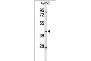 Western blot analysis of FUT3 Antibody (C-term) (ABIN653359 and ABIN2842835) in  cell line lysates (35 μg/lane). (FUT3 抗体  (C-Term))