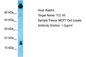 Host: RabbitTarget Name: TCL1BAntibody Dilution: 1. (TCL1B 抗体  (N-Term))