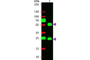 WBM - Mouse IgG (H&L) Antibody 549 Conjugated Pre-Adsorbed Western Blot of 549 conjugated Goat anti-Mouse IgG Pre-adsorbed secondary antibody. (山羊 anti-小鼠 IgG Antibody (DyLight 549) - Preadsorbed)