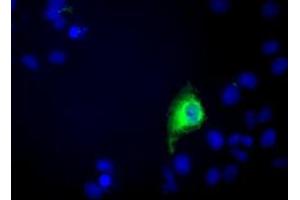 Immunofluorescence (IF) image for anti-Chromosome 9 Open Reading Frame 41 (C9orf41) antibody (ABIN1497060) (C9orf41 抗体)