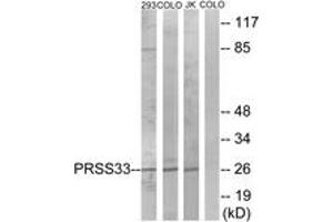 Western blot analysis of extracts from COLO/293/Jurkat cells, using PRSS33 Antibody. (PRSS33 抗体  (AA 18-67))