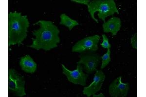 Immunofluorescence staining of A549 cells with ABIN7165582 at 1:100, counter-stained with DAPI. (NSMAF 抗体  (AA 1-233))