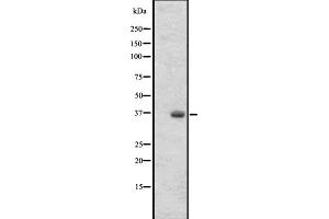OR2T27 抗体  (Internal Region)