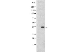 Western blot analysis of OR2T27 expression in 293 cell line lysates ,The lane on the left is treated with the antigen-specific peptide. (OR2T27 抗体  (Internal Region))