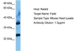 Host: Mouse Target Name: FADD Sample Tissue: Mouse Heart Antibody Dilution: 1ug/ml (FADD 抗体  (C-Term))