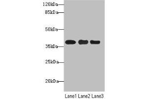 Western blot All lanes: UBE2Z antibody at 1. (UBE2Z 抗体  (AA 115-354))