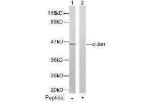 Image no. 2 for anti-Jun Proto-Oncogene (JUN) (Thr93) antibody (ABIN197130) (C-JUN 抗体  (Thr93))