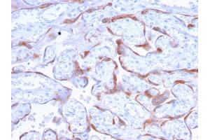 Formalin-fixed, paraffin-embedded human Placenta stained with PAPP-A Mouse Monoclonal Antibody (PAPPA/2718). (PAPPA 抗体  (AA 351-523))