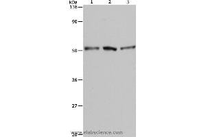 Western blot analysis of A549, Hela and 293T cell, using BAG5 Polyclonal Antibody at dilution of 1:500 (BAG5 抗体)