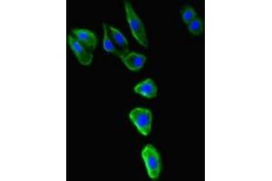 Immunofluorescence (IF) image for anti-Major Histocompatibility Complex, Class I-Related (MR1) (AA 150-253) antibody (ABIN7158927)