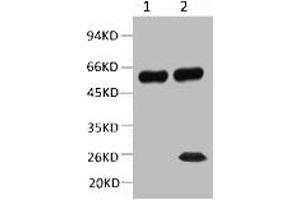 1) Input: Mouse Brain Tissue Lysate 2) IP product: IP dilute 1: 200 Western blot analysis: primary antibody : 1: 10000 Secondary antibody: Goat anti-Mouse IgG, Light chain specific (S003), 1: 5000 (TUBB2A 抗体)