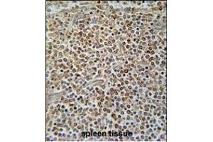 X7 Antibody (C-term) (ABIN654445 and ABIN2844179) immunohistochemistry analysis in formalin fixed and raffin embedded human spleen tissue followed by peroxidase conjugation of the secondary antibody and DAB staining. (PAX7 抗体  (C-Term))