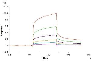 Surface Plasmon Resonance (SPR) image for Carcinoembryonic Antigen-Related Cell Adhesion Molecule 6 (CEACAM6) (AA 35-320) protein (His-Avi Tag,Biotin) (ABIN7274030)