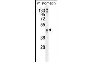 TRIM69 Antibody (N-term) (ABIN656042 and ABIN2845412) western blot analysis in mouse stomach tissue lysates (35 μg/lane). (TRIM69 抗体  (N-Term))