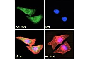 Immunofluorescence (IF) image for anti-Signal Transducer and Activator of Transcription 3 (Acute-Phase Response Factor) (STAT3) (C-Term) antibody (ABIN184593)