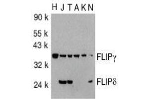 Western blot analysis of FLIP in total cell lysates from HeLa (H), Jurkat (J), THP-1 (T), A431 (A), K562 (K) and NIH3T3 (N) cells with AP30343PU-N FLIP antibody at 1/1000 dilution. (FLIP 抗体  (C-Term))