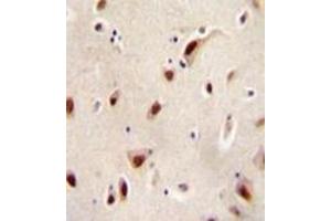 Immunohistochemistry analysis in formalin fixed and paraffin embedded human brain tissue reacted with IQCJ Antibody (C-term) followed by peroxidase conjugation of the secondary antibody and DAB staining. (IQCJ 抗体  (C-Term))