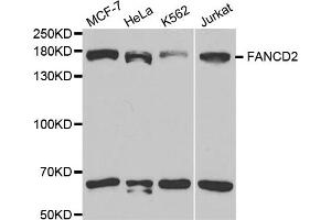 Western blot analysis of extracts of various cell lines, using FANCD2 antibody. (FANCD2 抗体)