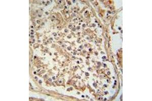 Immunohistochemistry analysis in formalin fixed and paraffin embedded human testis tissue reacted with GTPBP2 antibody (C-term) followed by peroxidase conjugation of the secondary antibody and DAB staining. (GTPBP2 抗体  (C-Term))