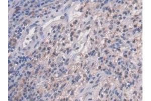 Immunohistochemistry (IHC) image for anti-N-Acetylglucosaminidase, alpha (NAGLU) (AA 485-743) antibody (ABIN7435373)