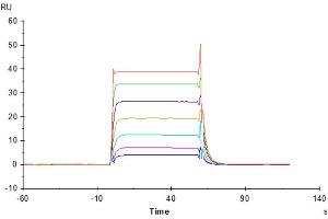 Surface Plasmon Resonance (SPR) image for Natural Cytotoxicity Triggering Receptor 3 (NCR3) (AA 19-138) protein (His-Avi Tag) (ABIN7275353)