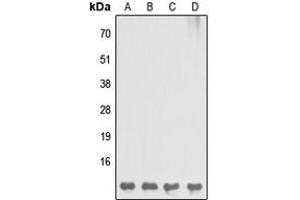 Western blot analysis of DBI expression in MCF7 (A), Raw264. (Diazepam Binding Inhibitor 抗体  (C-Term))