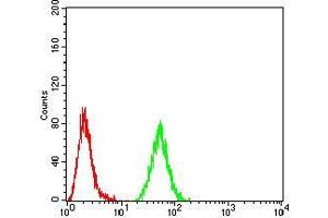 Flow cytometric analysis of MCF7 cells using RAD52 mouse mAb (green) and negative control (red). (RAD52 抗体  (AA 269-418))