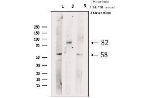 Western blot analysis of extracts from various samples, using Phospho-HSF1 (Ser303) Antibody. (HSF1 抗体  (pSer303))