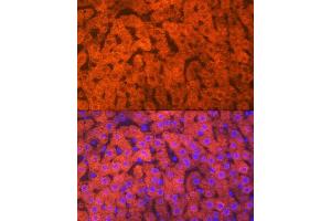 Immunofluorescence analysis of rat liver using Hemopexin (HPX) (HPX) Rabbit mAb (ABIN7267611) at dilution of 1:100 (40x lens). (Hemopexin 抗体)