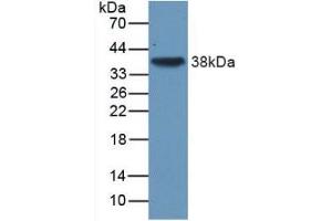 Figure. (TGFB3 抗体  (AA 24-300))