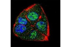 Confocal immunofluorescent analysis of IFT88 antibody with HepG2 cells followed by Alexa Fluor 488-conjugated goat anti-rabbit lgG (green). (IFT88 抗体  (AA 791-820))